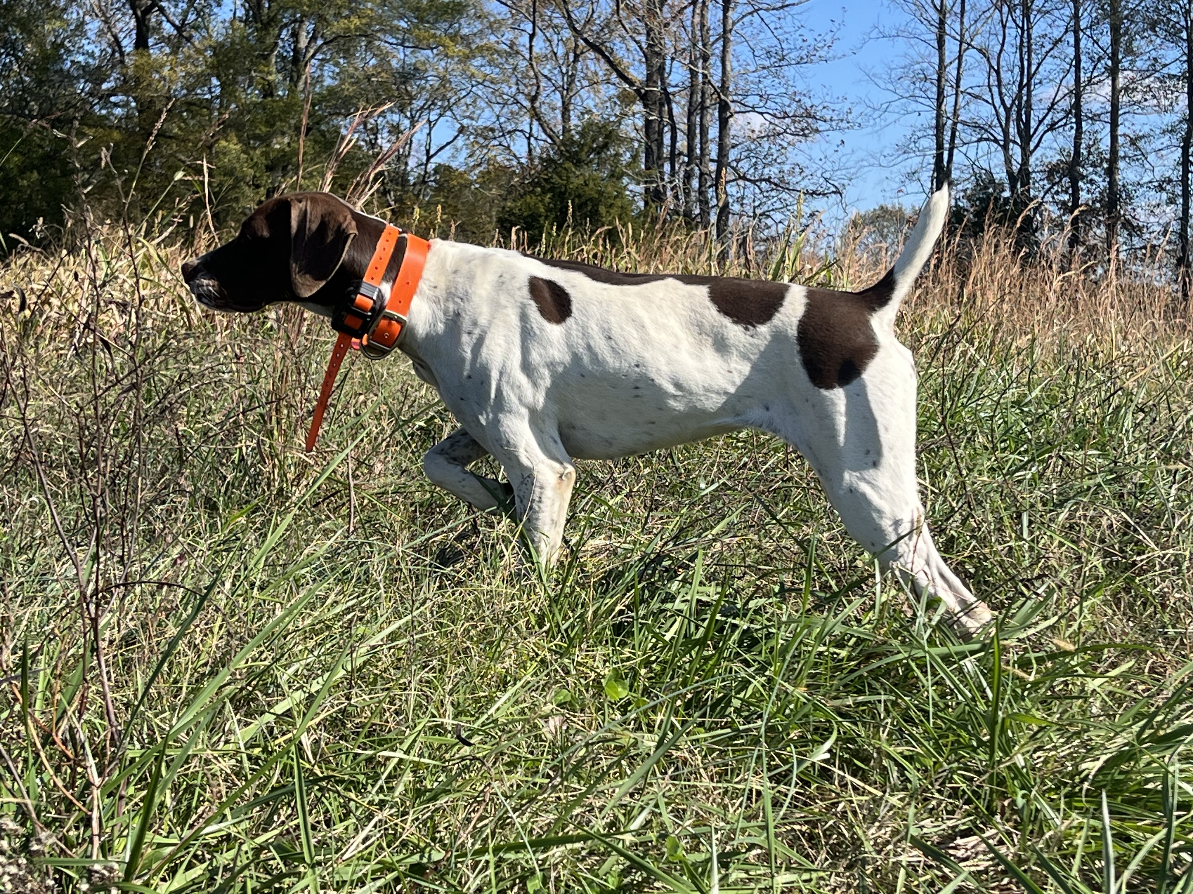 PINEHILL SLICK DIXIE DOLLY